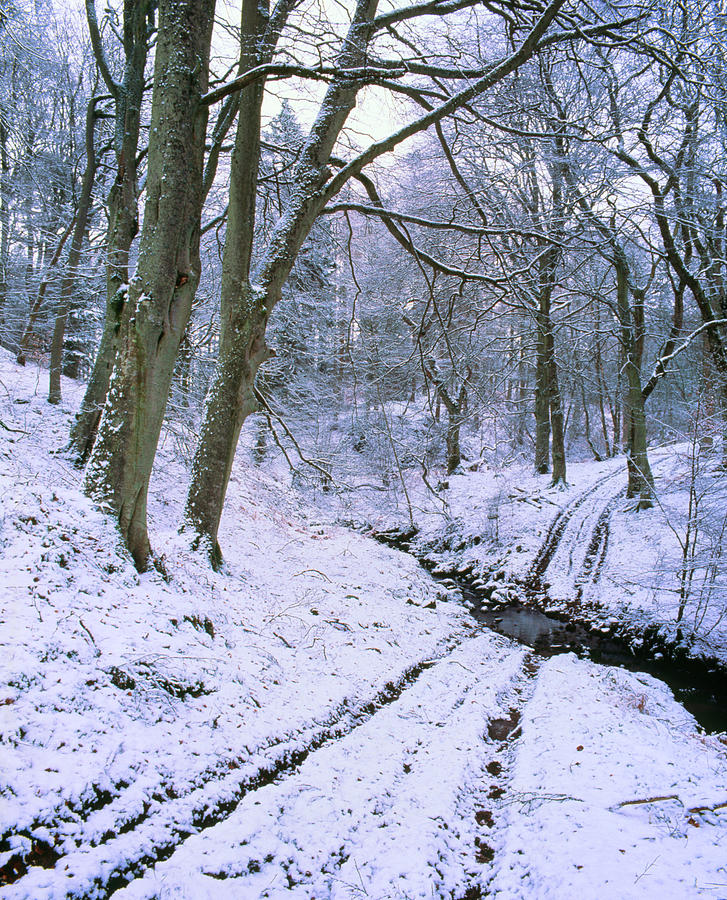 Beech Wood In Winter Snow Photograph by Simon Fraser/science Photo Library