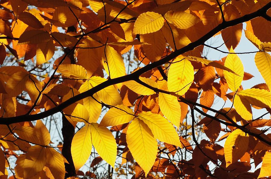Fall Photograph - Beeched Sunlight by Dawn Hagar