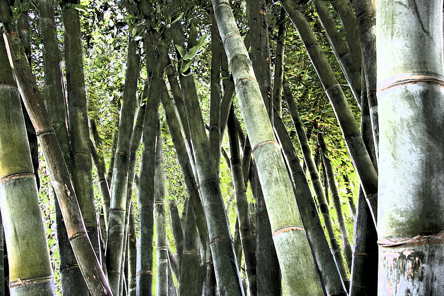 Beechey Bamboo Photograph by Andre Aleksis
