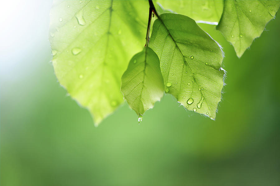 Beechleaves With Raindrops Photograph by Elisabeth Schmitt