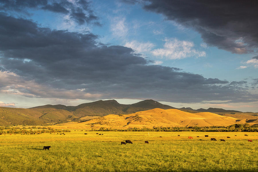 Beef Cattle Graze In Pasture At Sunrise Photograph by Chuck Haney Beef Cattle Graze In Pasture At Sunrise Photograph by Chuck Haney