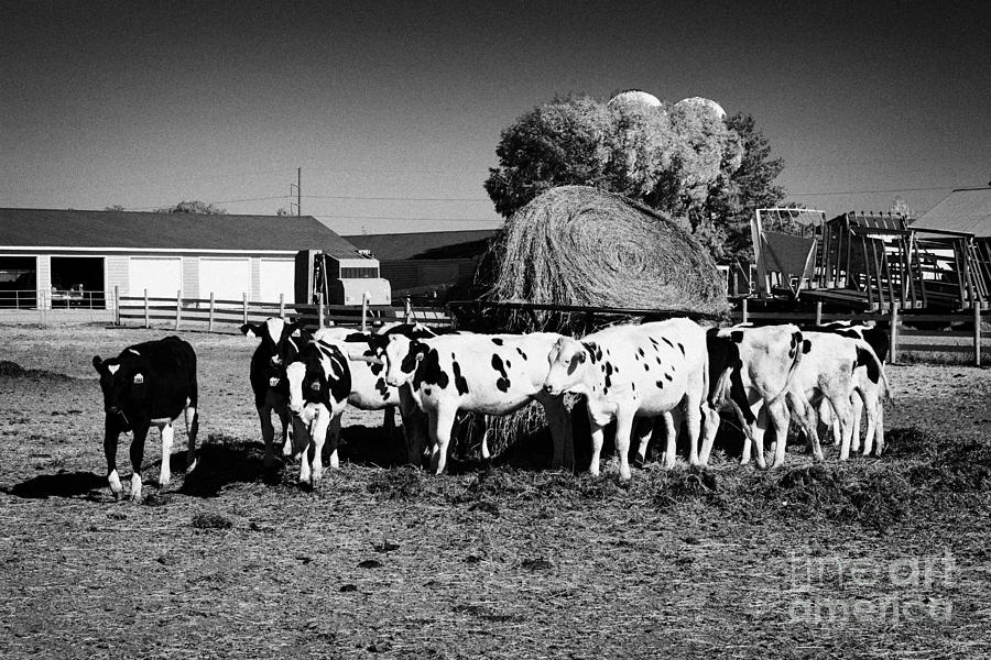 Cow Photograph - beef cattle herd usask university research saskatoon Saskatchewan Canada by Joe Fox