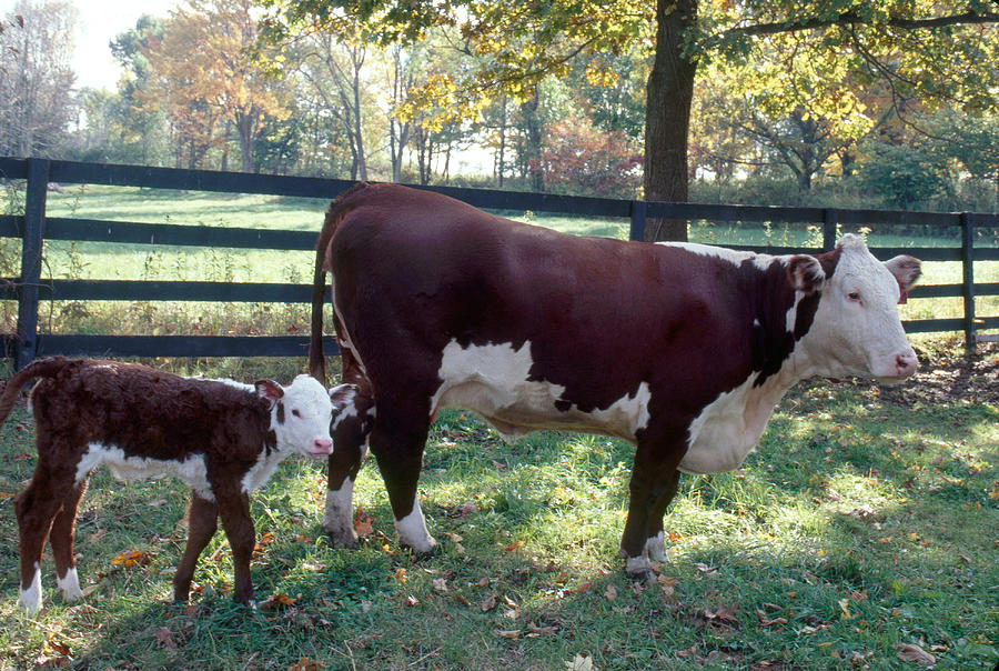 Beef Cow With Calf Photograph by Bonnie Sue Rauch