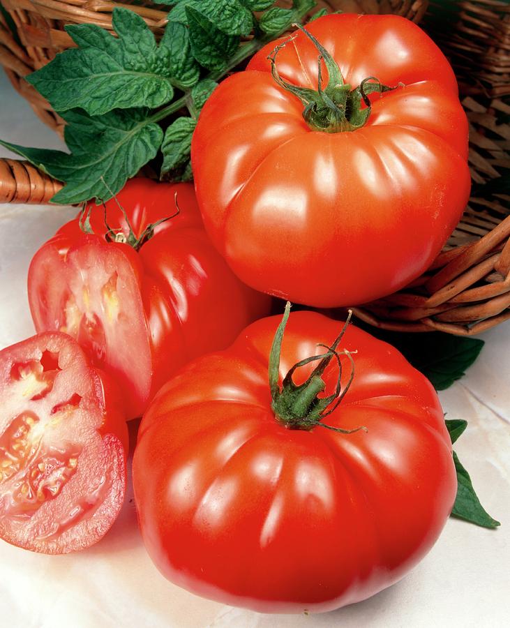 Beefsteak Tomatoes Photograph by Ray Lacey/science Photo Library