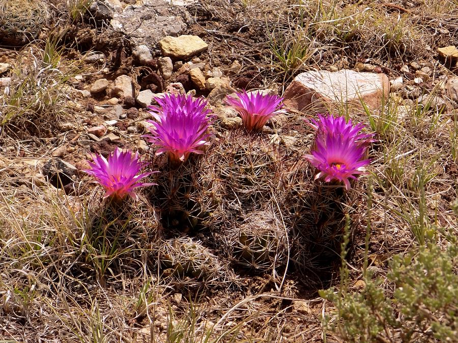 Beehive Cactus Blooms Photograph by Keith Stokes