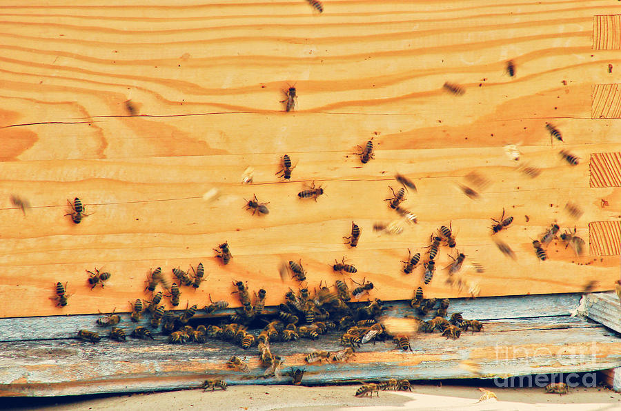 Beehive Photograph