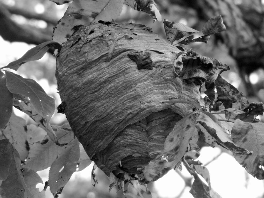 Beehive Photograph by Lisa Blake