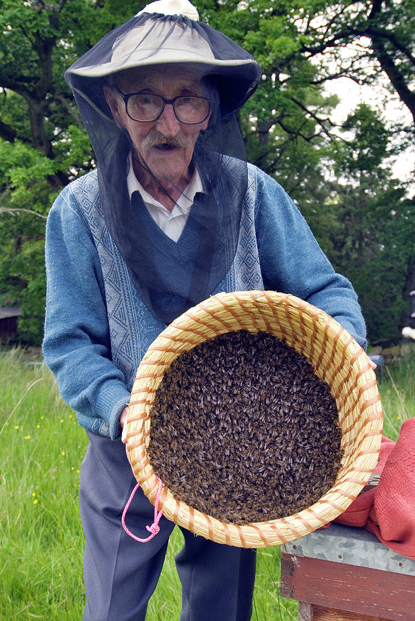 Summer Photograph - Beekeeper Collecting Swarming Honeybees by Simon Fraser/science Photo Library