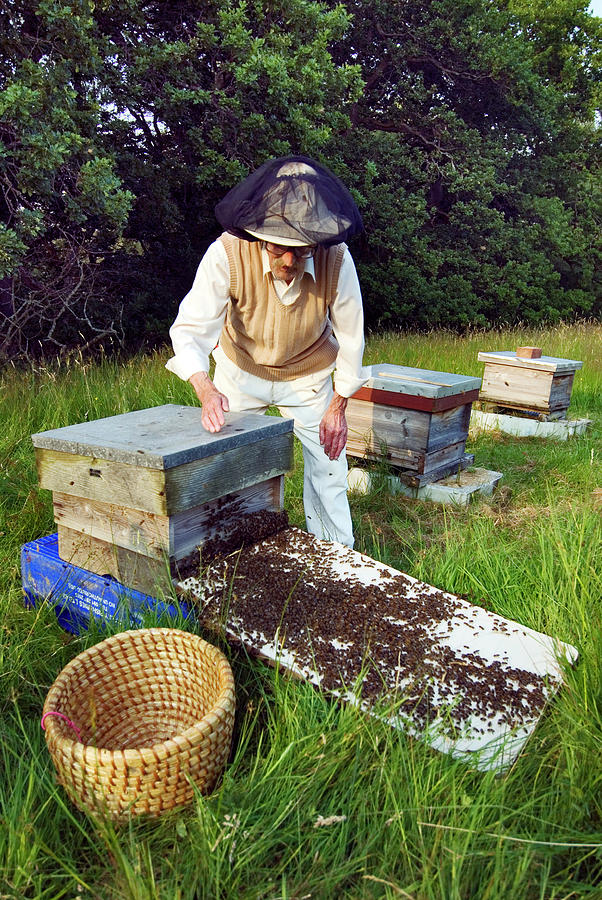 Wildlife Photograph - Beekeeper Hiving A Honeybee Swarm by Simon Fraser/science Photo Library