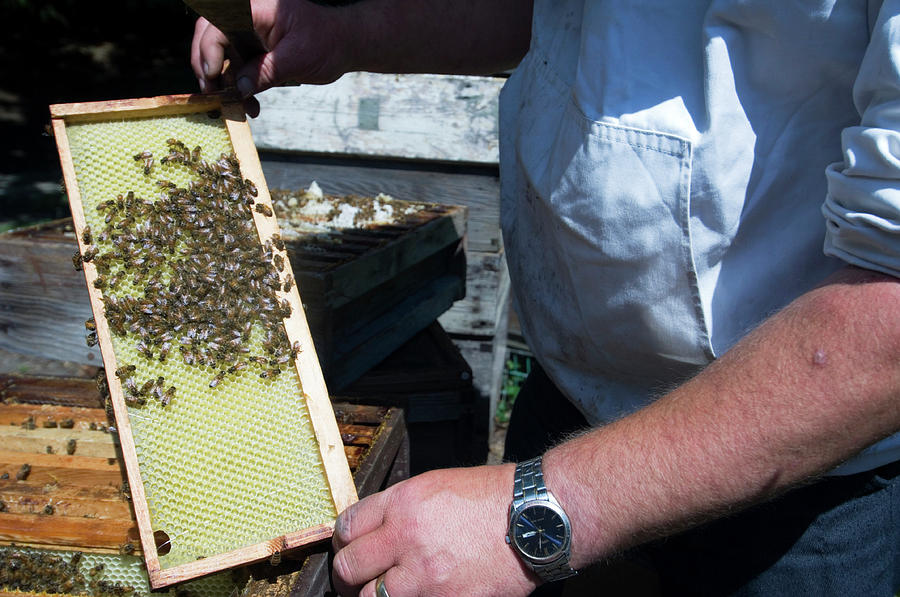Apis Mellifera Photograph - Beekeeper Holding A Brood Frame by Louise Murray/science Photo Library Apis Mellifera Photograph - Beekeeper Holding A Brood Frame by Louise Murray/science Photo Library