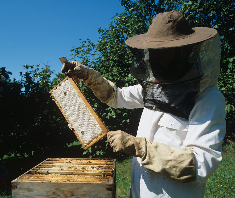 Beekeeper Removing Honey Frame Photograph by Nigel Cattlin