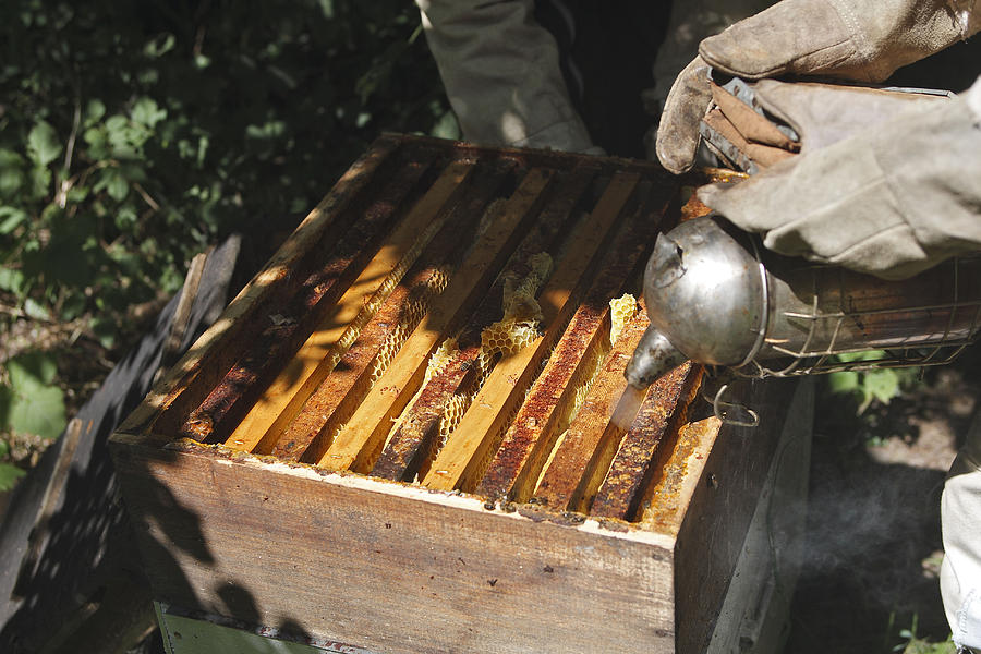 Beekeepers Smoking Hive Photograph by M. Watson
