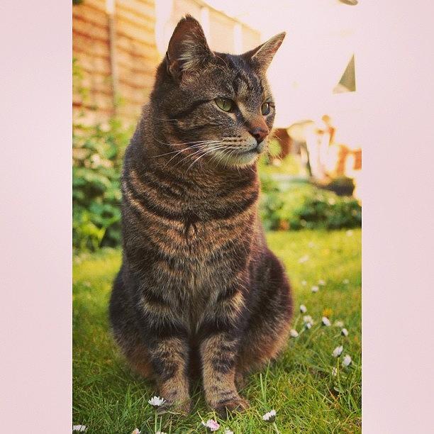 Animal Photograph - Been Out In The Garden With The Cats! by Charlotte Turville