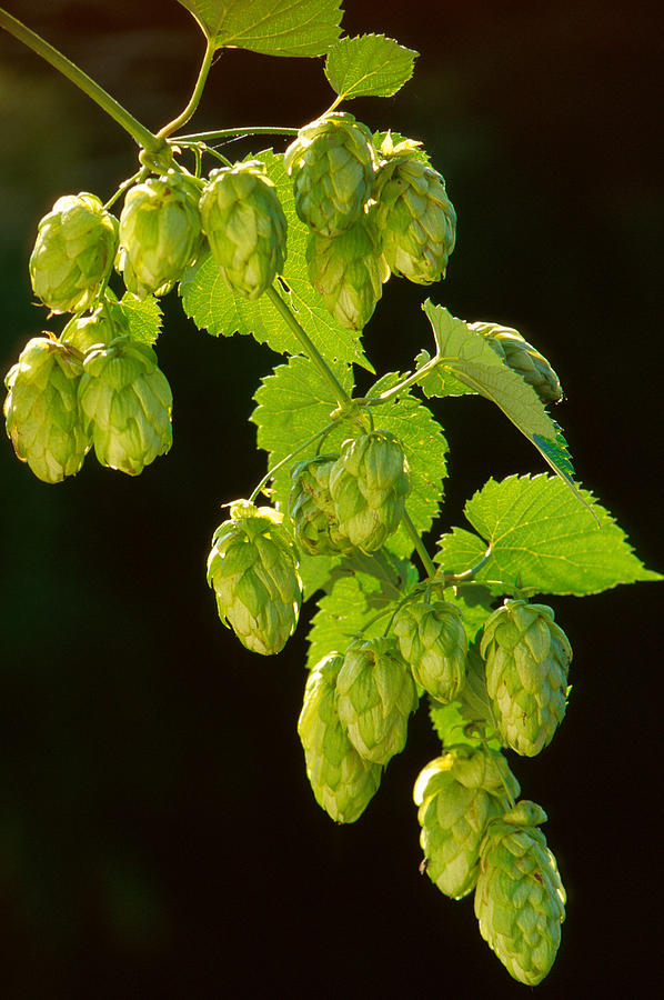 Beer Hops Photograph by Anonymous