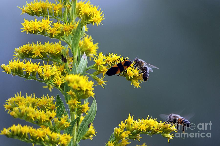 Bees and Bug Photograph by Kim Yarbrough