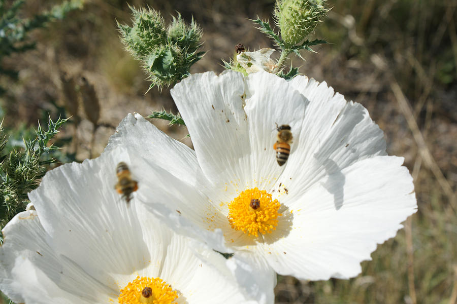 Bees at Work Photograph by James Gay