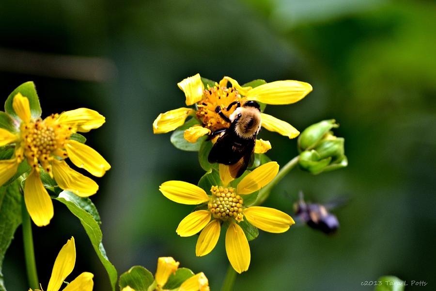 Bees at Work Photograph by Tara Potts