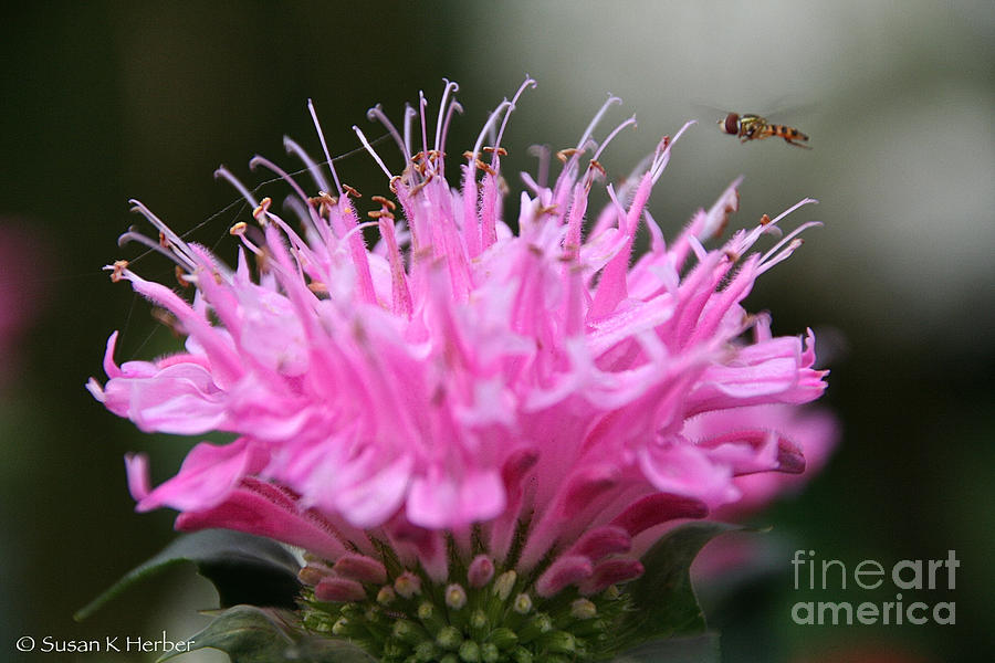 Bees Bee Balm Photograph by Susan Herber