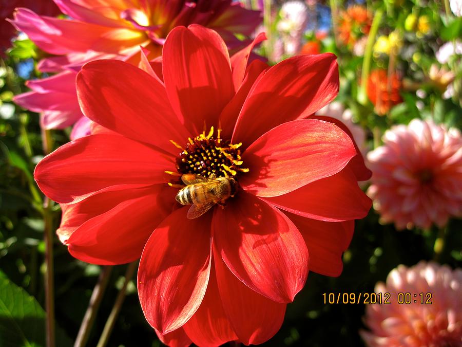 Bees Dahlia Delight Photograph by Csilla Florida