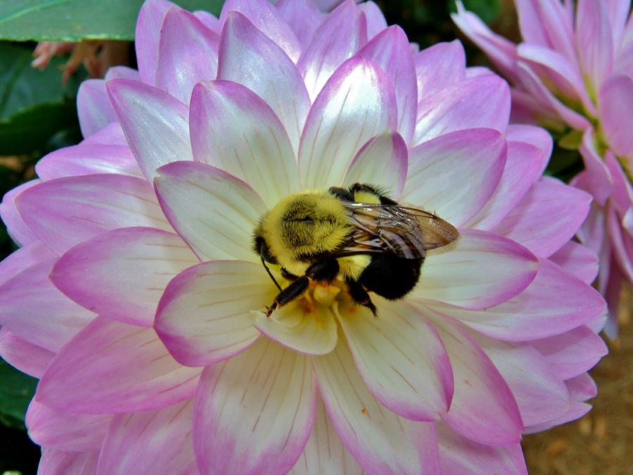Bees Delight Photograph by Hominy Valley Photography