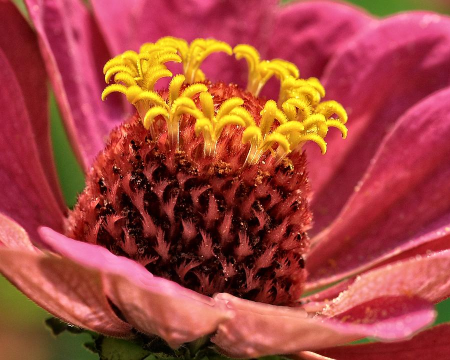 Flowers Still Life Photograph - Bees-eye View by Chris Fleming