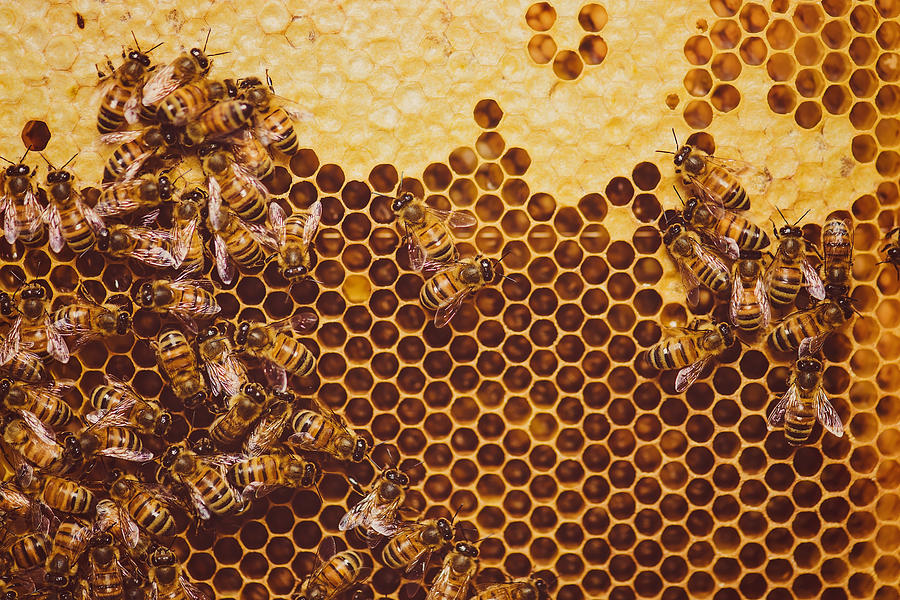 Bees feeding cells with honey honeycomb Photograph by Knape