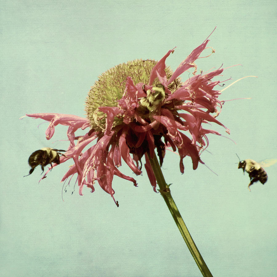 Bees Flying Towards Flower Photograph by Francois Dion