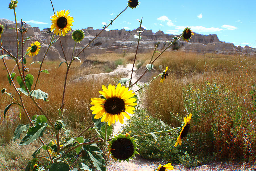 Bees in Badlands Photograph by Jon Emery