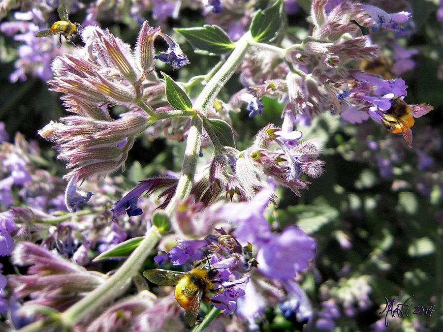 Bees In Lavender Photograph