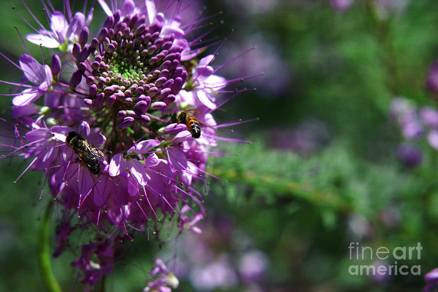 Bees in Purple Photograph by Teri Atkins Brown
