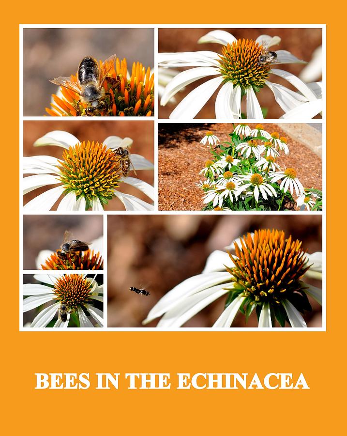 Bees in the Echinacea Photograph by AJ  Schibig