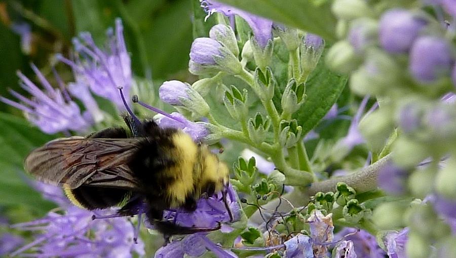 Bees Knees  Photograph by Susan Garren