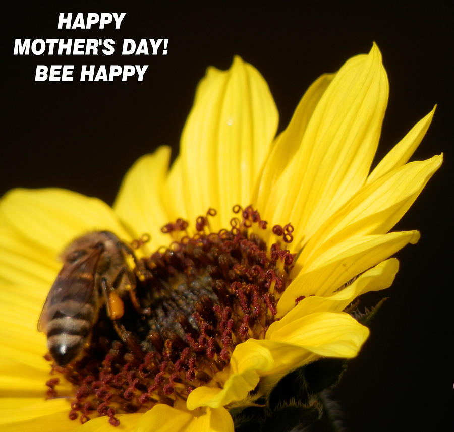 Bees Love Photograph by Belinda Lee