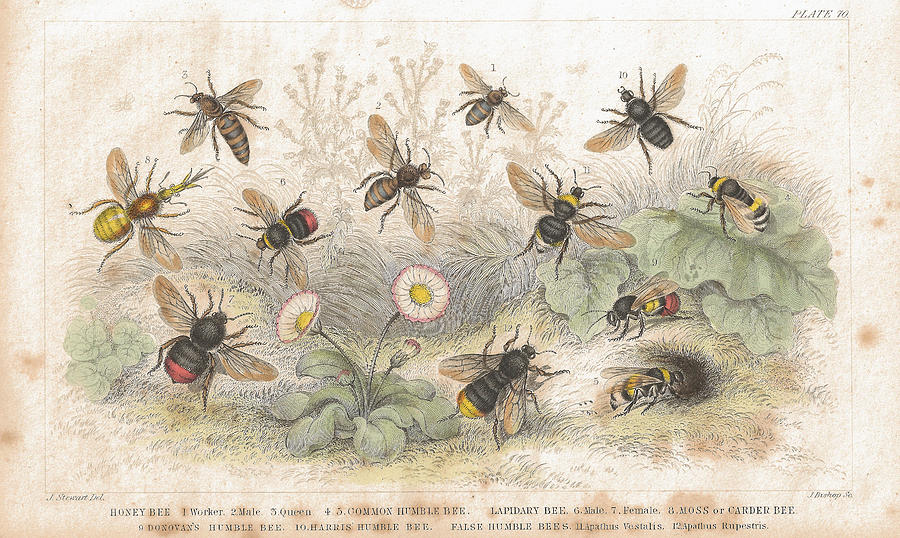Bees old litho print from 1852 Drawing by Lusky