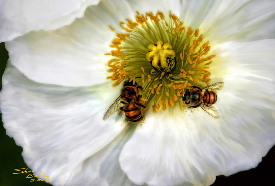 Bees on a Flower Painting by Sharon Beth