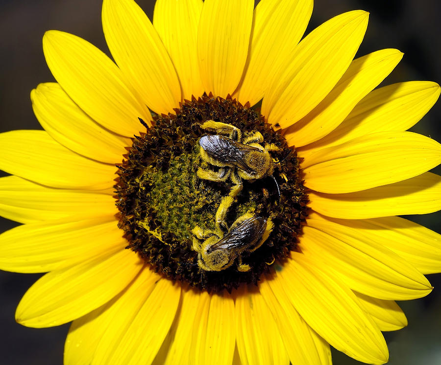 Bees On Sunflower Photograph by Theodore Clutter