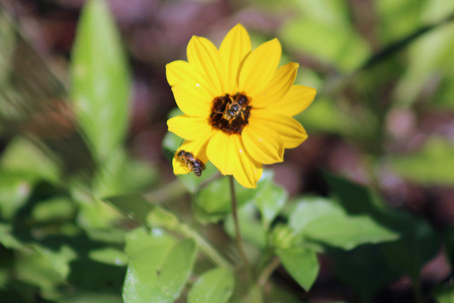 Bees on Yellow Flower Photograph by Audrey Robillard