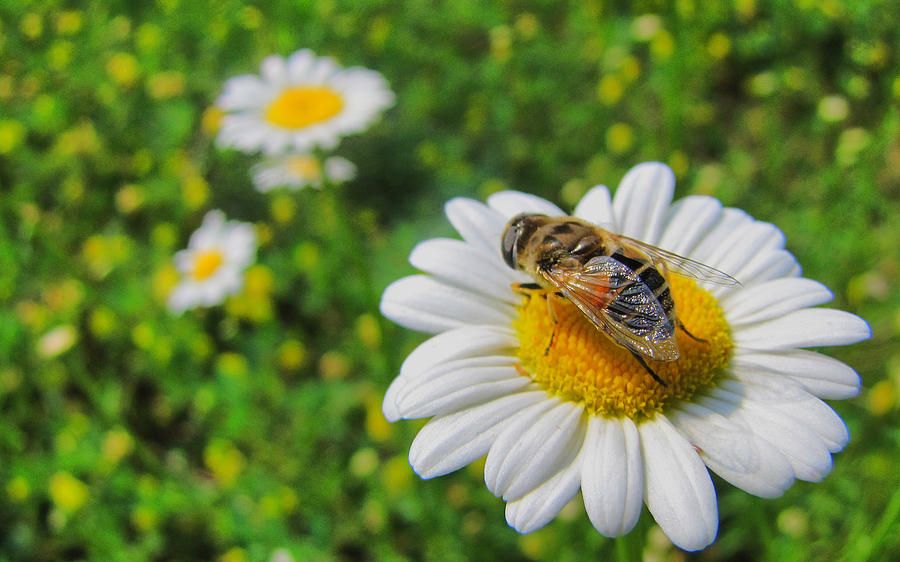 Honey Bee Pollination Services Photograph by Maciek Froncisz