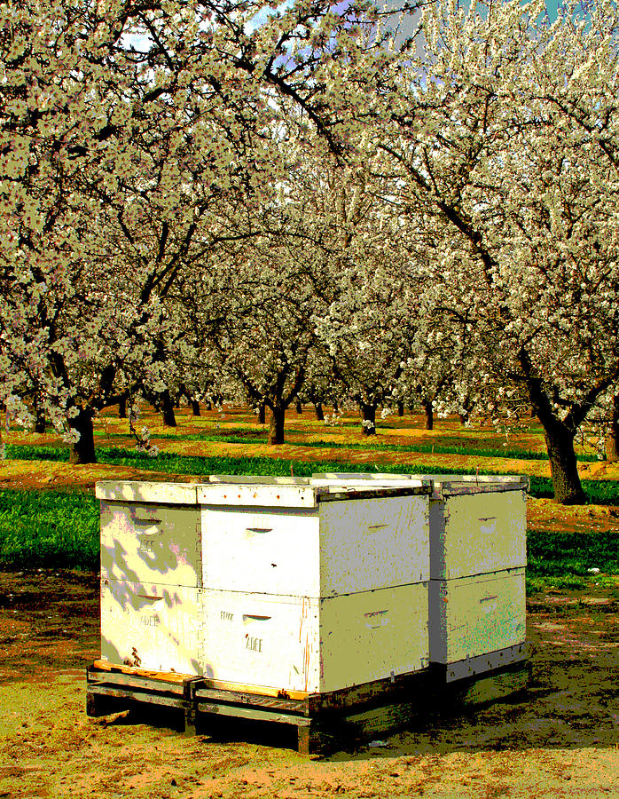 Bees Work 4 Food Photograph by Joseph Coulombe