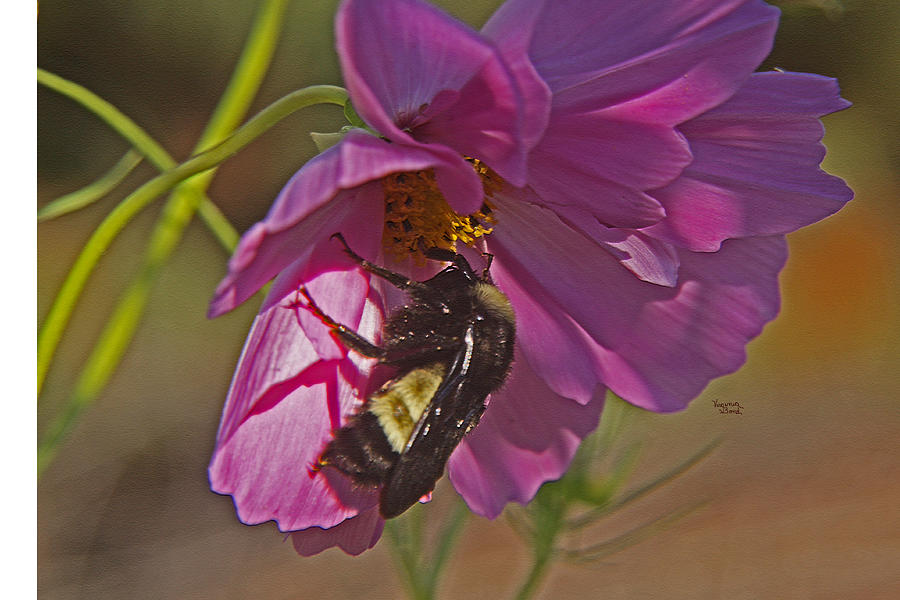 BeeStill Photograph by Virginia Bond