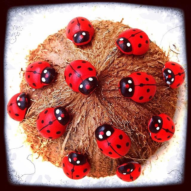 Ladybug Photograph - #beetle #brownie #ladybird #ladybug by Michele Stuppiello