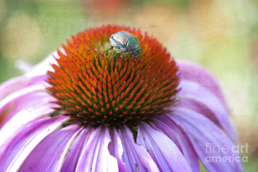 Nature Photograph - Beetle Bug by Juli Scalzi
