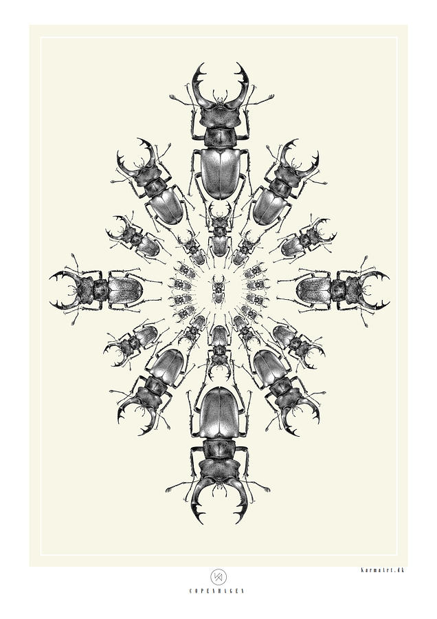 Nature Digital Art - Beetle bug by Kenword Maah