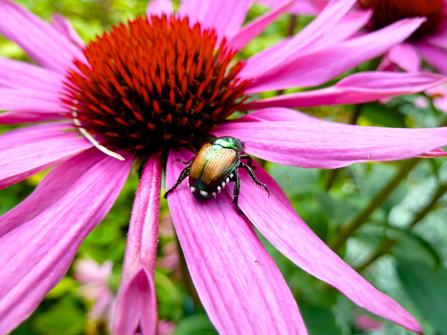 Flowers Still Life Photograph - Beetle Crawling by Morgan  Trevett