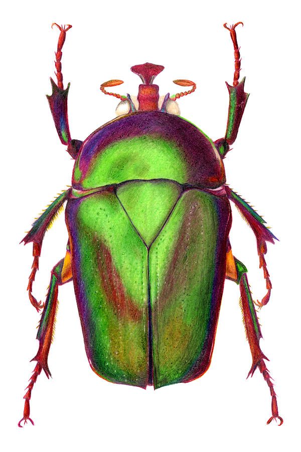 Insects Drawing - Beetle by Elizabeth Smith