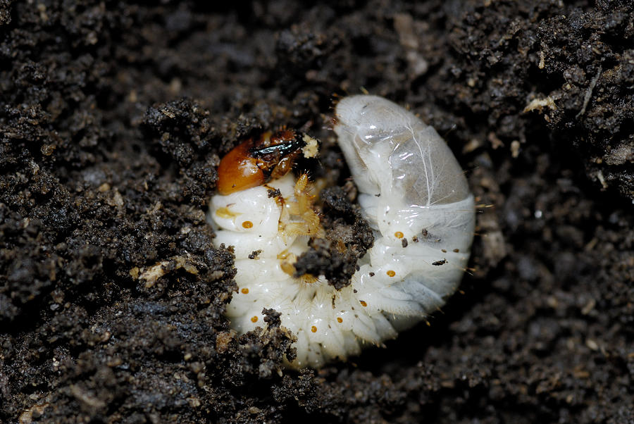 Beetle Grub Photograph by Martin Shields - Fine Art America