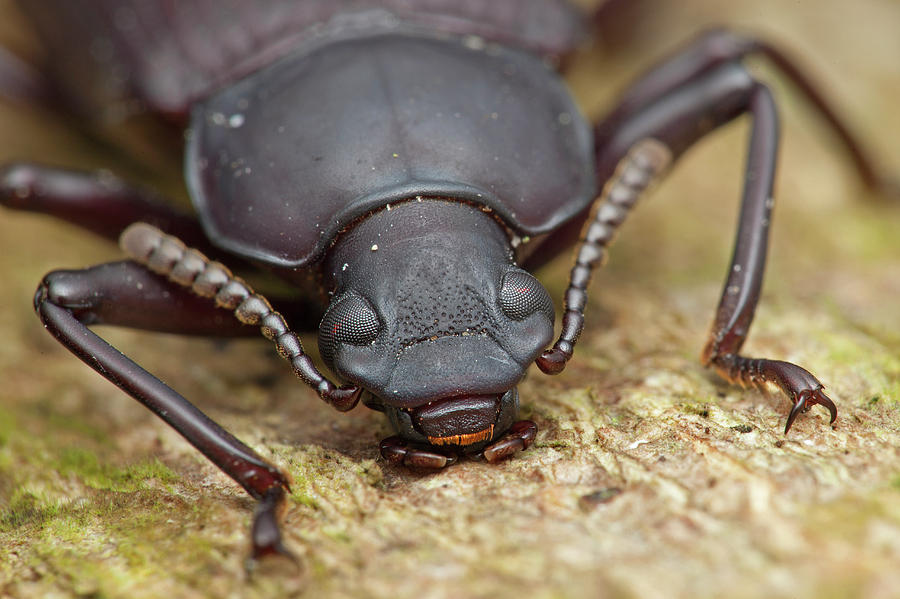 Beetle Head By Melvyn Yeoscience Photo Library 8184