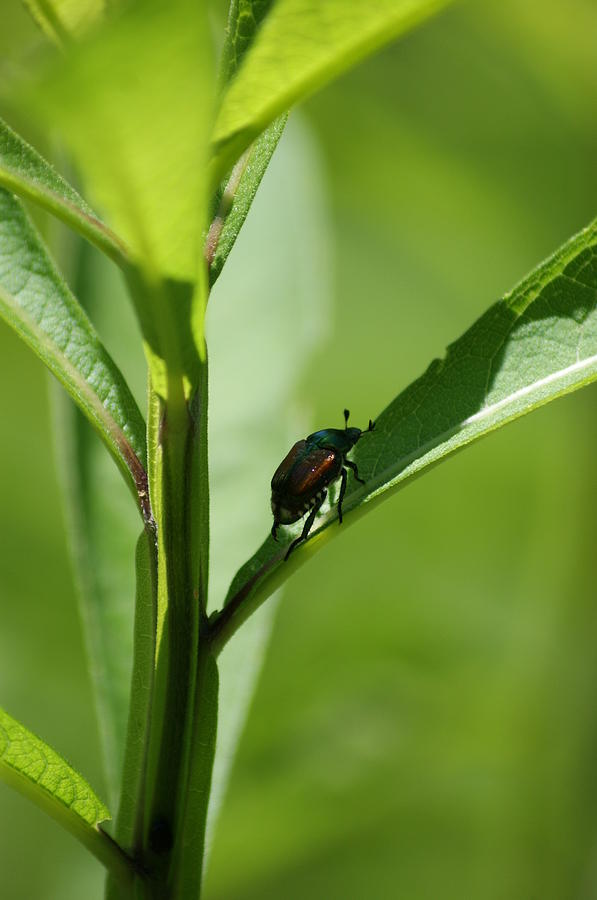 Bug Photograph - Beetle by Heidi Poulin Bug Photograph - Beetle by Heidi Poulin