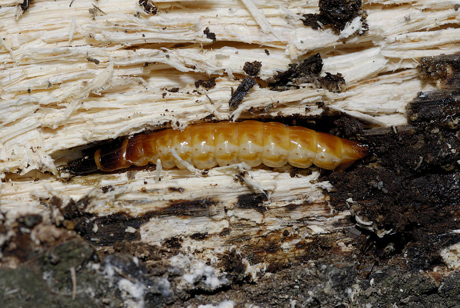 Beetle Larva Photograph by Martin Shields