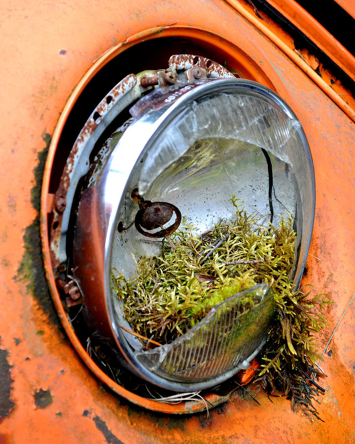 Beetle Nest Photograph by Peter Cordice